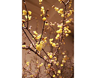 18 恵比寿 プライベートジム エントランス 枝もの 定期交換 白梅の花 ロウバイ