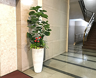 18 横浜市 ビル エントランス 観葉植物