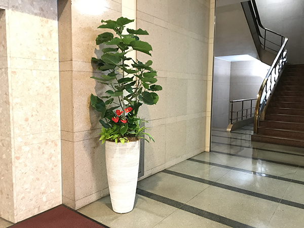横浜市にあるビルのエントランスに観葉植物を設置 制作事例 実績 花門フラワーゲート