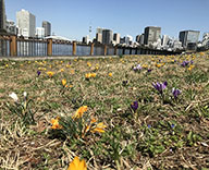 18 東京都中央区 石川島公園 クロッカス