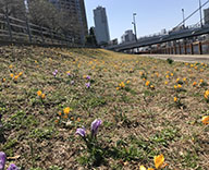 18 東京都中央区 石川島公園 クロッカス