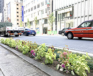 銀座1丁目 8丁目 除草 コリウス 植え替え