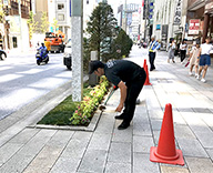 銀座 1丁目 8丁目 除草 コリウス