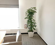 神田 企業 観葉植物 レンタル