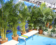 18 パンパシフィック 水泳大会 東京辰巳国際水泳場 観葉植物 生花装飾 表彰用花束