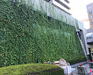 港区 港区役所 緑のカーテン