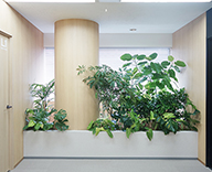 18 日本橋 エムスリーデジタルコミュニケーションズ オフィス 観葉植物 レンタル