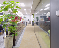 大手町 オフィス 植物 メンテナンスサービス レンタル 観葉植物