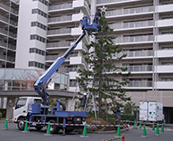 千葉県 マンション 針葉樹 イルミネーション