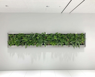 ベクター・ジャパン株式会社 ロビー空間 壁面緑化 施工