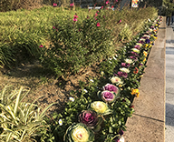 中央区 築地川銀座公園 石川島公園 花 植替え