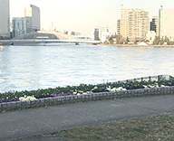 中央区 築地川銀座公園 石川島公園 花 植替え