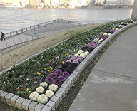 中央区 築地川銀座公園 石川島公園 花 植替え