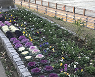 中央区 築地川銀座公園 石川島公園 花 植替え