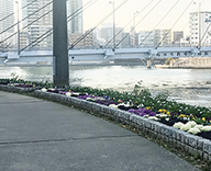 中央区 築地川銀座公園 石川島公園 花 植替え