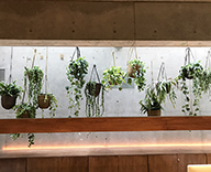 渋谷区神宮前 株式会社ヴェルト 新オフィス レンタル観葉植物 設置
