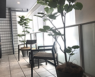 大阪市内 新オープン ホームズ 分譲マンションモデルルーム 観葉植物 設置