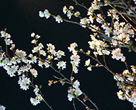 港区 東京タワー メインデッキ 桜 活け込み