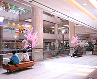 横浜 商業施設 桜装飾