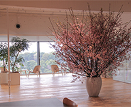千代田区 オフィス 桜の壷活け 設置
