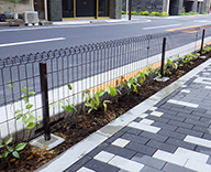 銀座中学校前 街路樹植栽 植樹フェンス ウミネコザクラ 桜 Futa-toki