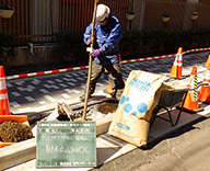 銀座中学校前 街路樹植栽 植樹フェンス ウミネコザクラ 桜 Futa-toki