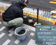 銀座中学校前 街路樹植栽 植樹フェンス ウミネコザクラ 桜 Futa-toki