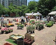 中央区 花 苗木 即売会 あかつき公園 月島第一 児童公園 ガーデニング