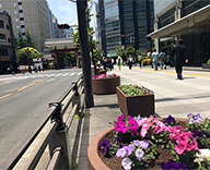 港区 大門増上寺赤門近辺 新橋駅前SL広場 草花 植替え