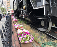 港区 大門増上寺赤門近辺 新橋駅前SL広場 草花 植替え