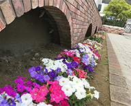 港区 大門増上寺赤門近辺 新橋駅前SL広場 草花 植替え