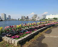 東京都 中央区 石川島公園 築地川銀座公園 季節 草花 植え替え