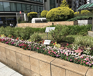 東京都 中央区 石川島公園 築地川銀座公園 季節 草花 植え替え