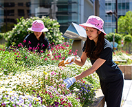 東京都 中央区 石川島公園 築地川銀座公園 季節 草花 植え替え