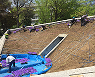 東京 墨田区 横網 公園 東京空襲犠牲者を追悼し平和を祈念する碑 花壇 春