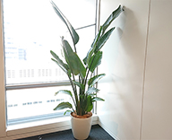 19 丸の内 オフィス 観葉植物 カポック  造花 hitotoki