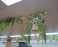 19 日本橋 ハンギング 装飾 グリーン 壁面装飾 空間装飾 SEASONS