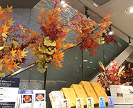 19 銀座木村家 秋装飾 紅葉 秋 SEASONS