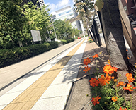 19 麻布十番 芝浦 大門 新橋駅前 港区内 街路樹 緑地花壇 花植