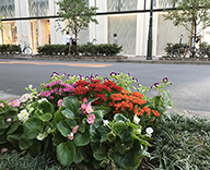 19 銀座 みゆき通り 植栽 植替え