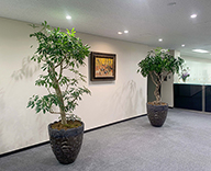 19 東京都 中央区 オフィス 観葉植物 hitotoki