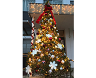 19 市川 自動車 教習所 イチイの木 クリスマス 装飾 SEASONS