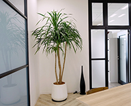 19 ENGLISH COMPANY 銀座 スタジオ レンタル 観葉植物 hitotoki