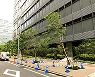 19 東京 オフィスビル 樹木 診断 伐採 緑地 管理