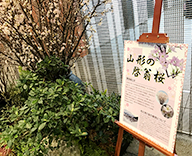 20 山形県 啓翁桜 ケイオウザクラ 装飾
