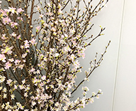 20 山形県 啓翁桜 ケイオウザクラ 装飾