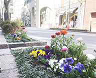 20 銀座 みゆき通り 花壇 植替え