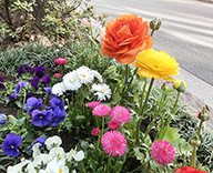 20 銀座 みゆき通り 花壇 植替え