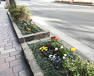 20 銀座 みゆき通り 花壇 植替え