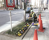 20 銀座 中央通り 1丁目 8丁目 花壇 パンジー 植え替え